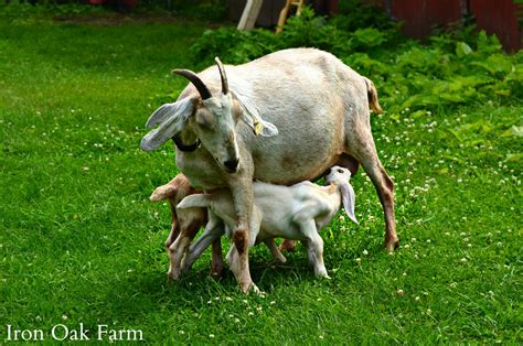Goats & Dairy Animals .